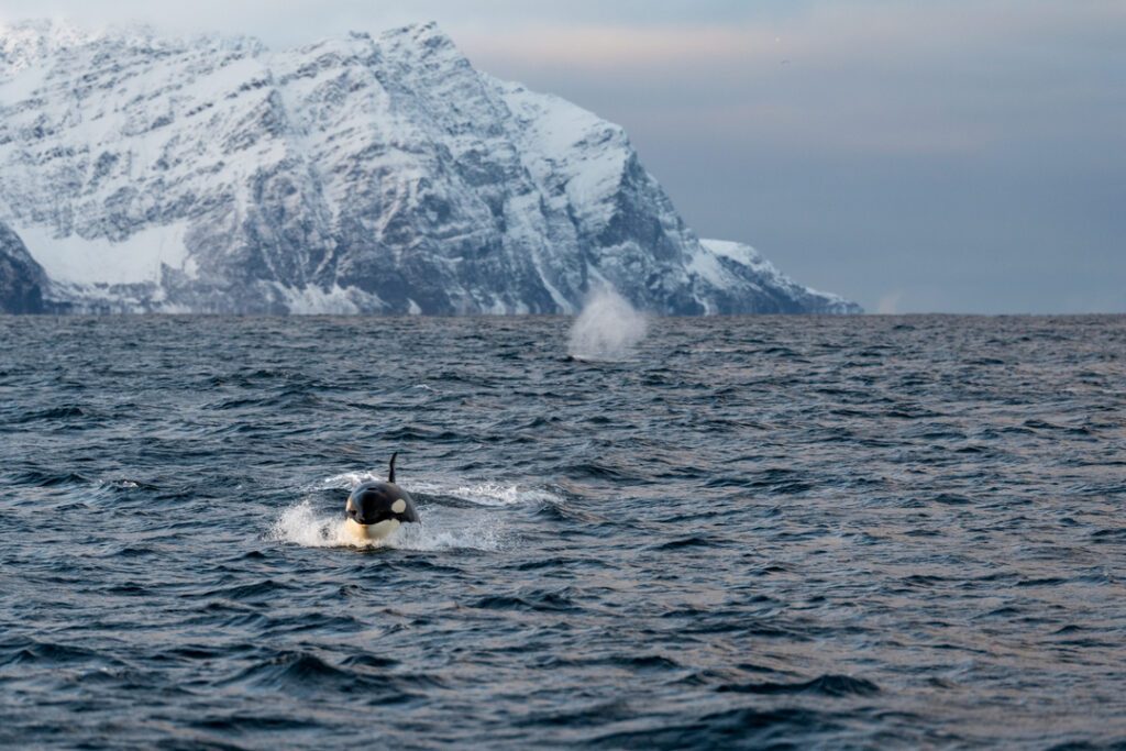 Whale watching