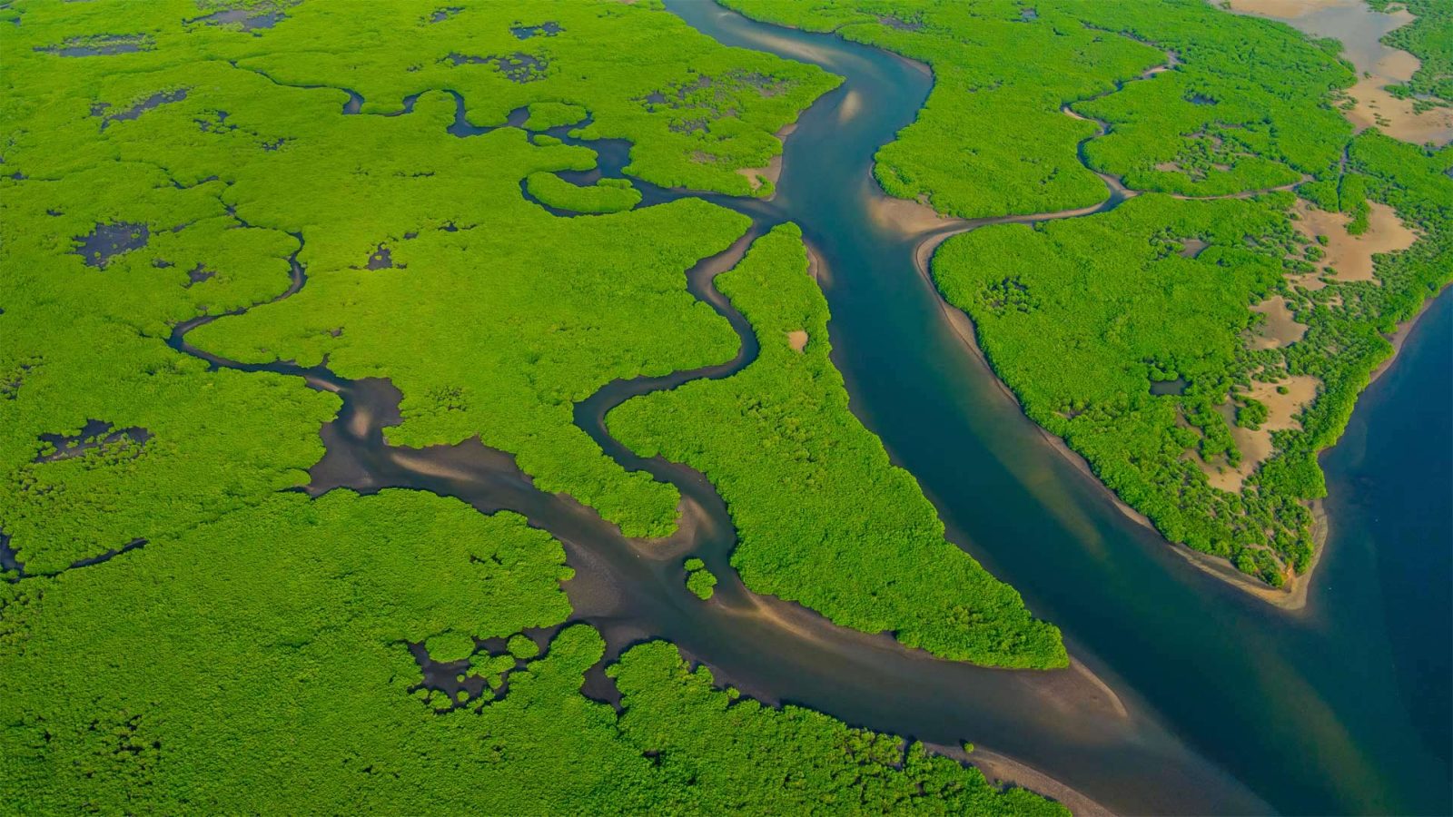 Kayak Le Robert Mangrove Experience