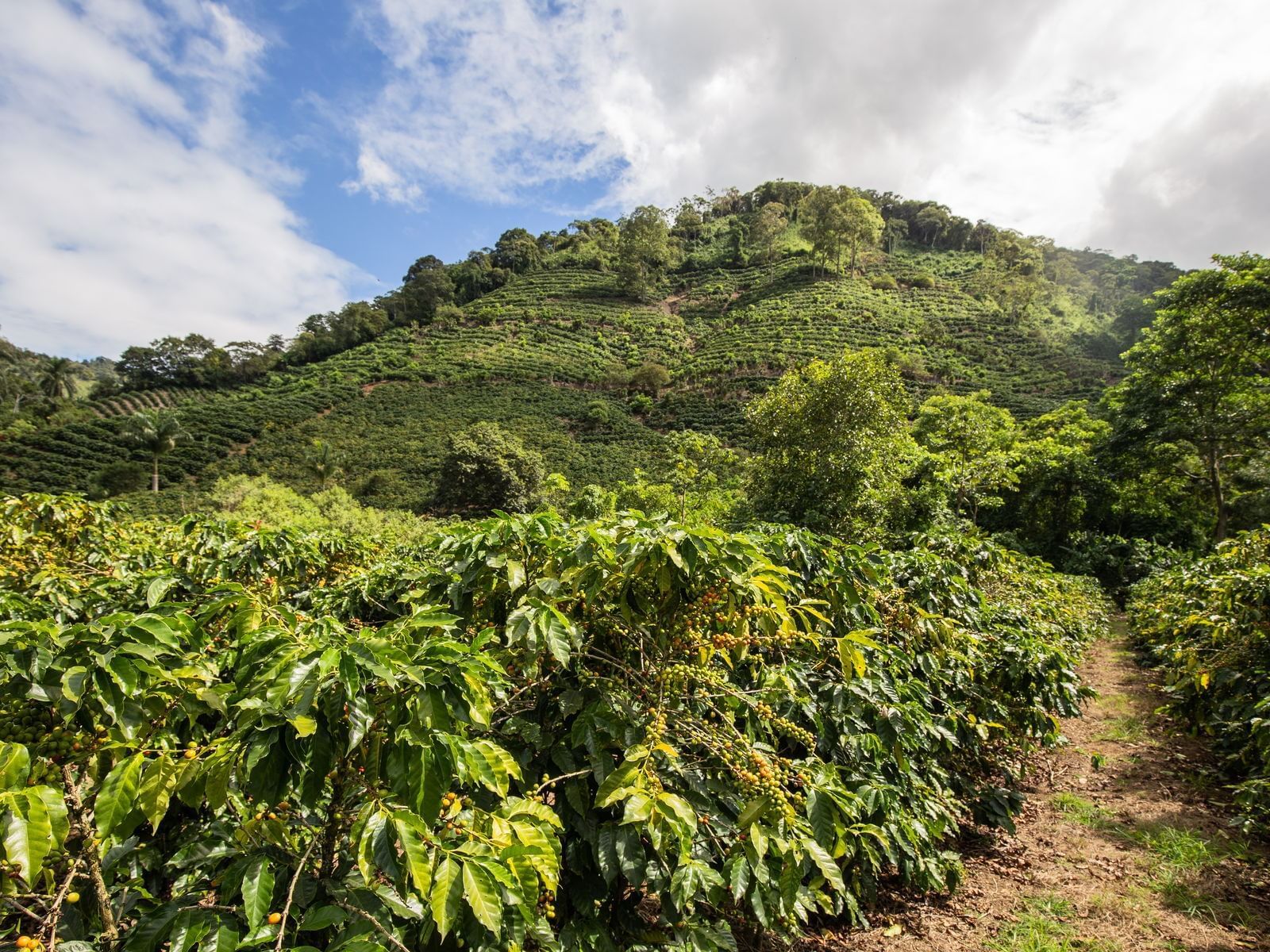 Alajuela Coffee Tour