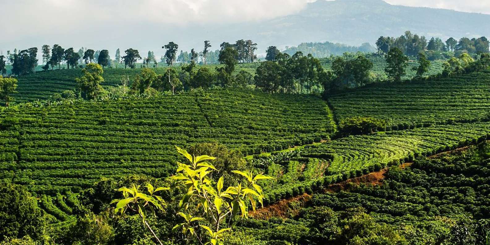 Alajuela Coffee Tour Experience Overview