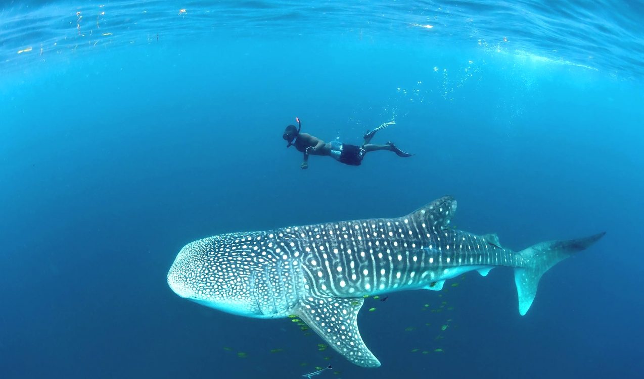 Your experience at Swim With Whale Sharks La Paz