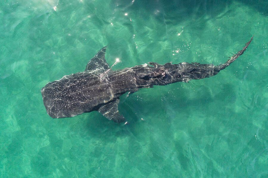 Swim with Whale Sharks La Paz