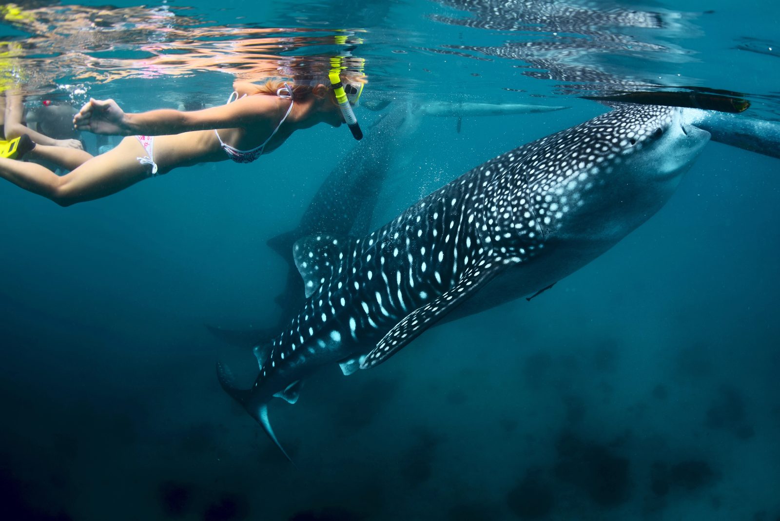 Swim With Whale Sharks La Paz