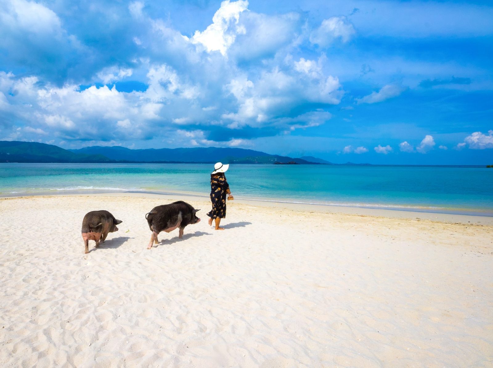 Koh Madsum Pigs