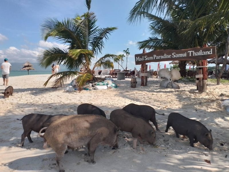 Pig Island Koh Samui Tour