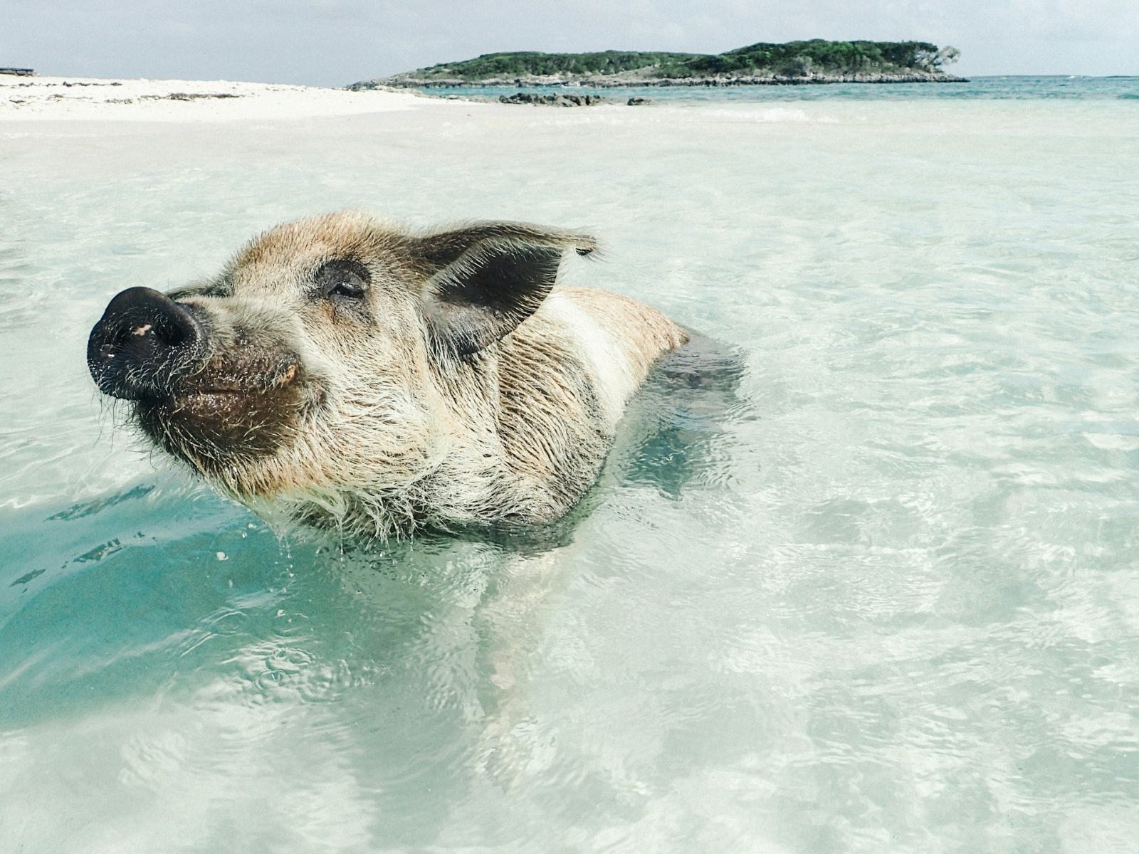 Pig Island Koh Samui Tour Experience