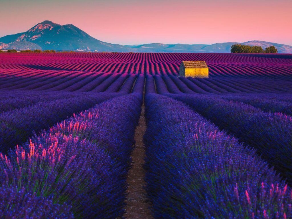 Your experience at Verdon Gorge and Lavender Fields Tour