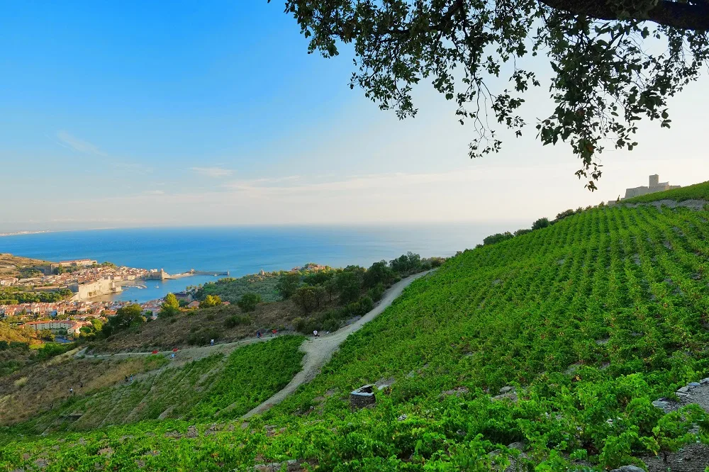 Collioure Wine Tour Through Coastal Vineyards