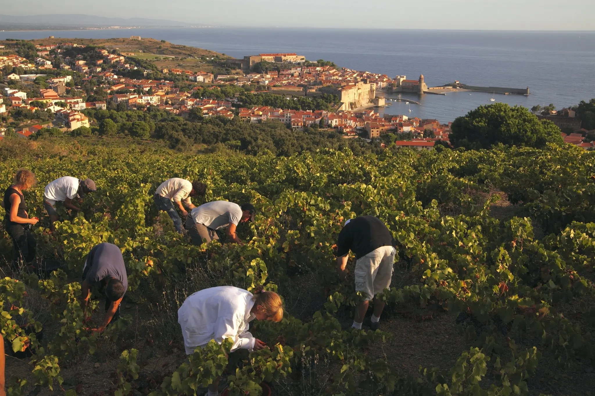 Collioure Wine Tour