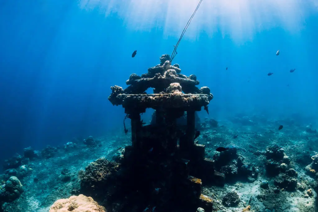 Amed Snorkeling Tours & Marine Life