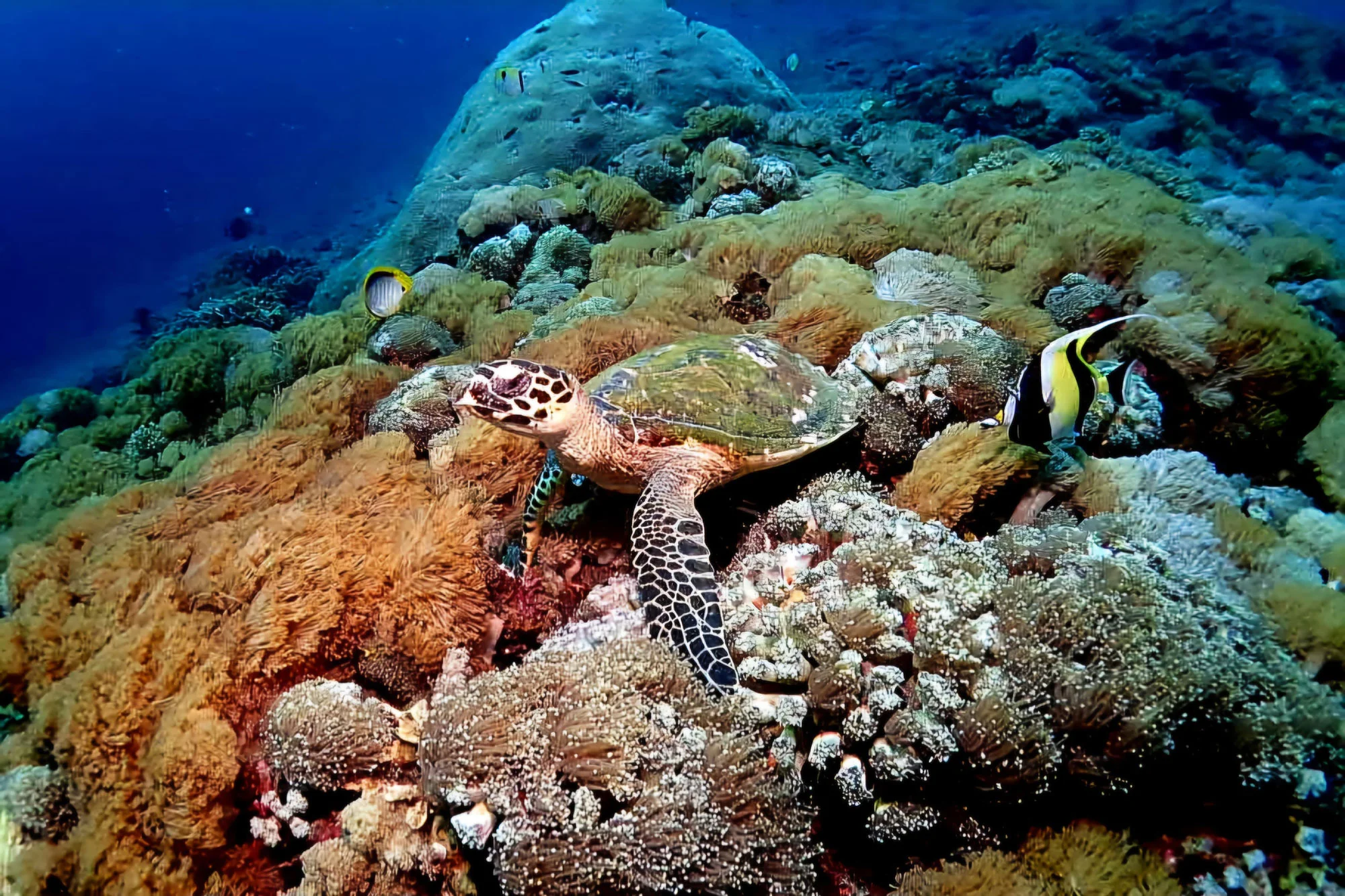 Amed Snorkeling