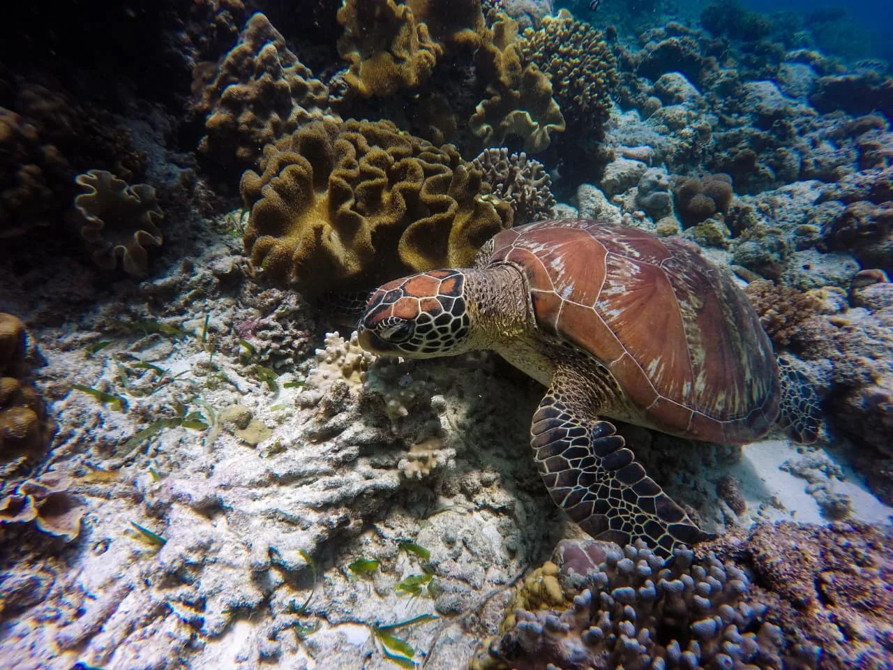 Pigeon Island Snorkeling Tour Experience