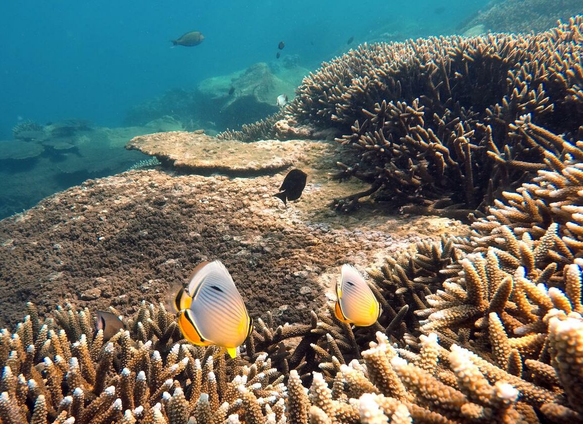 Pigeon Island Snorkeling Tour