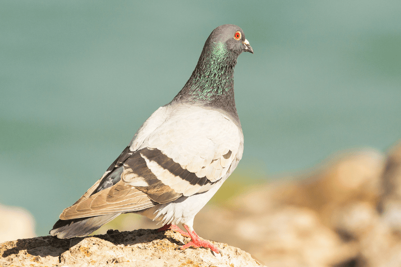 Rock Pigeon Habitat