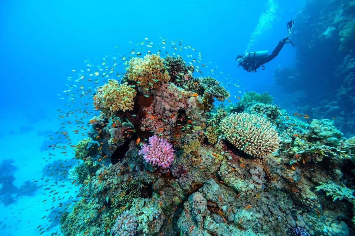 Explore Scuba Diving in Fujairah