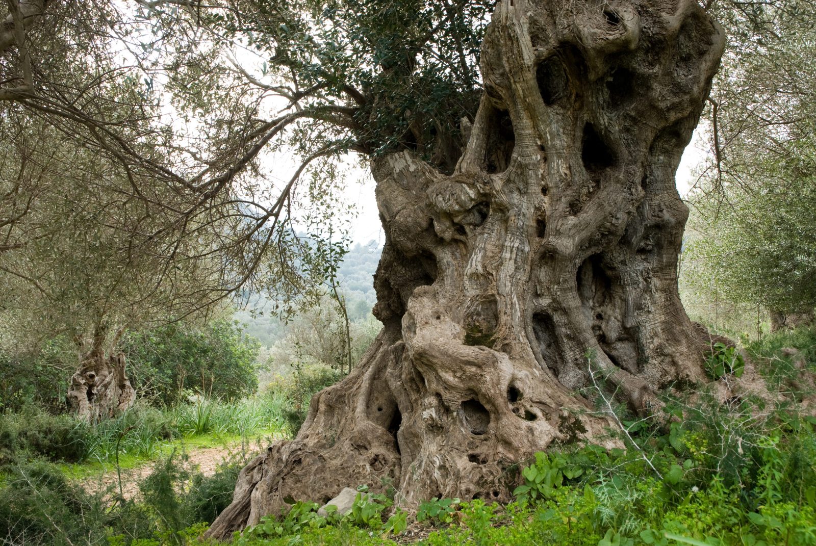 Thousand-Year-Old Olive Tree
