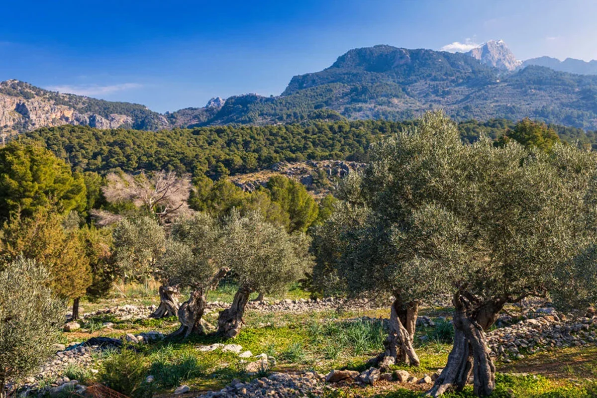 Soller Olive Oil Tasting at Can Det