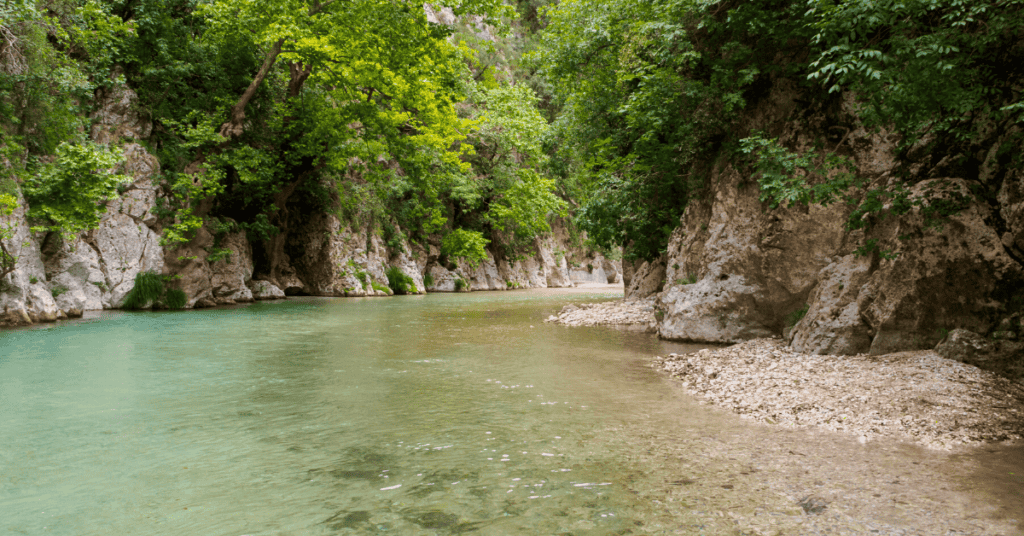 Riparian Forest