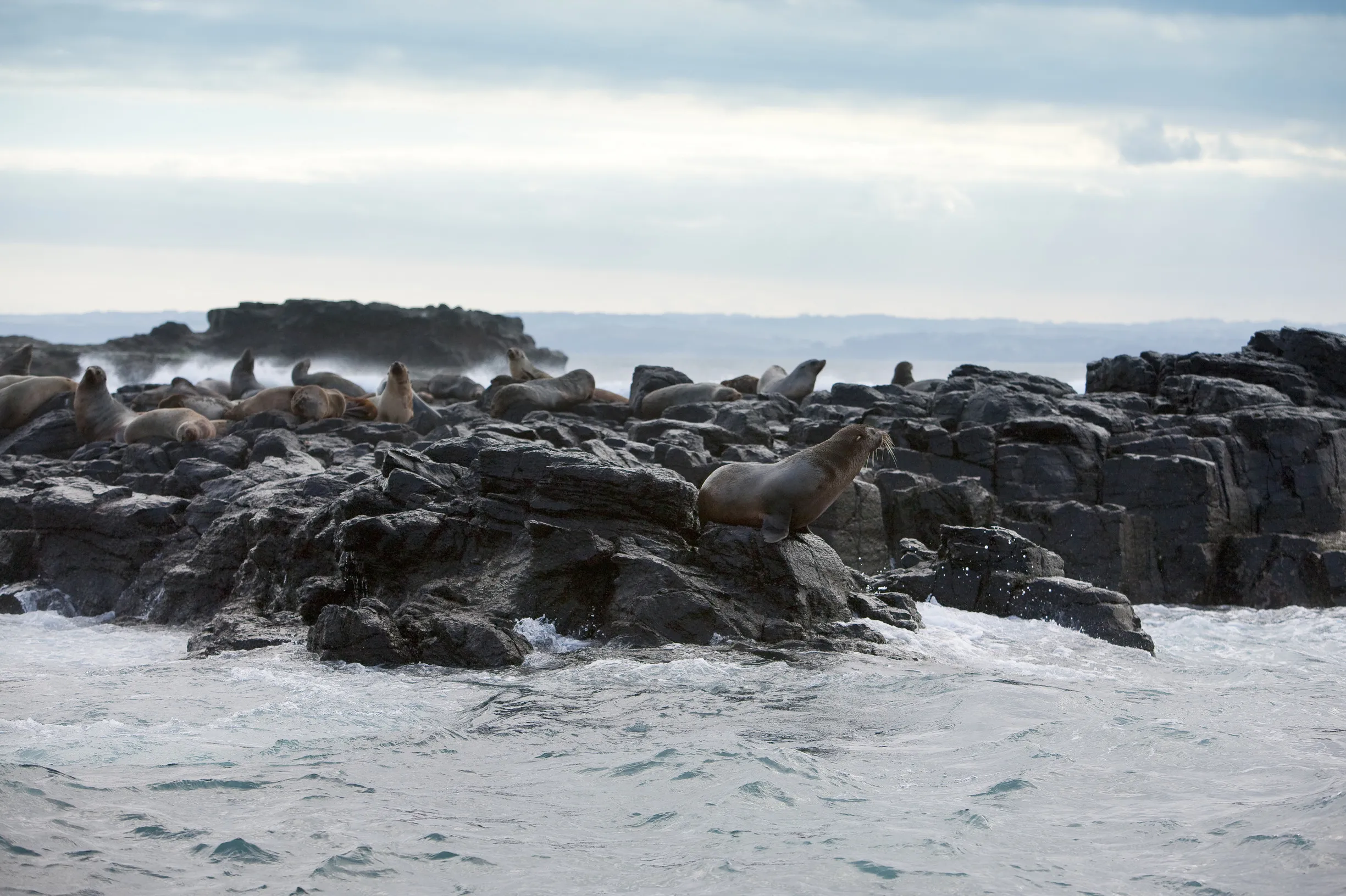 Your experience at Cape Woolamai Cruise