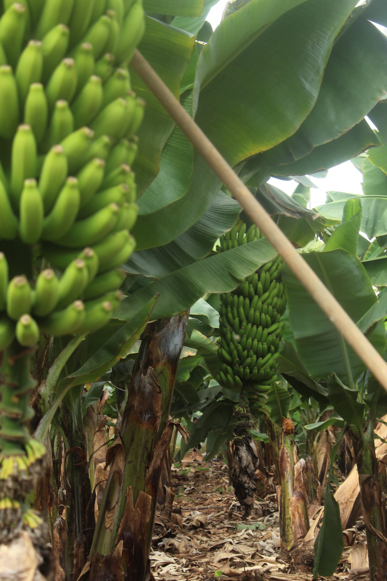 Banana Plantation Tour Tenerife