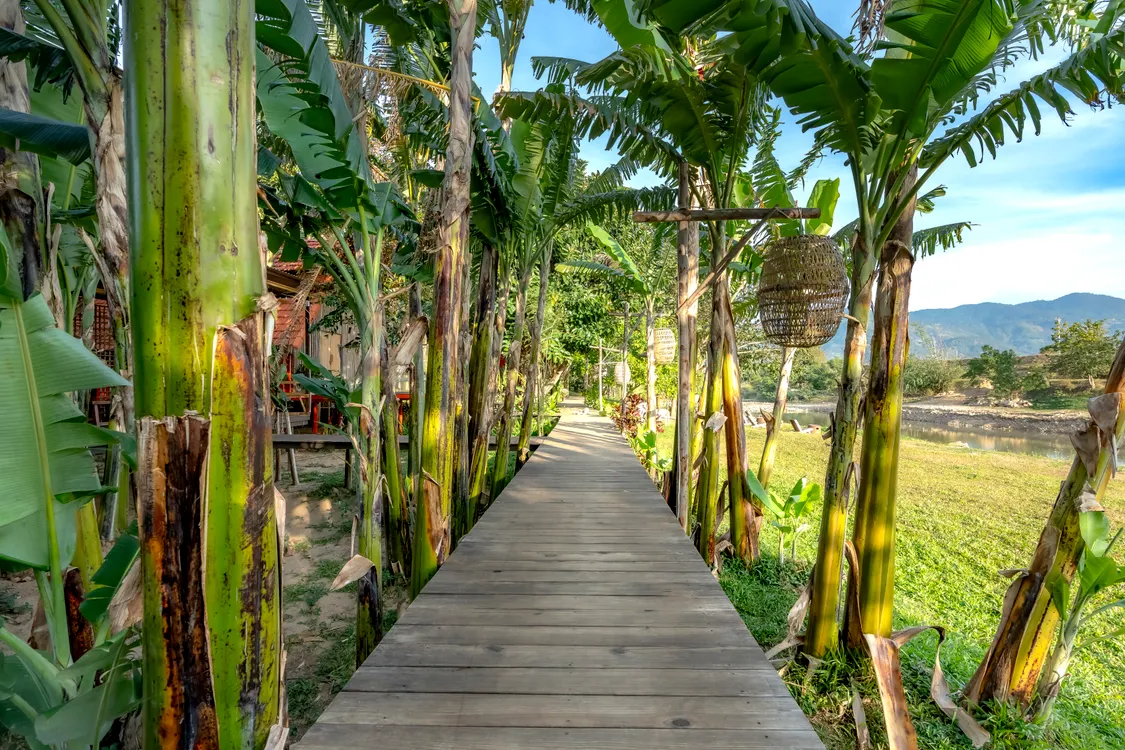 Your experience at Banana Plantation Tour Tenerife