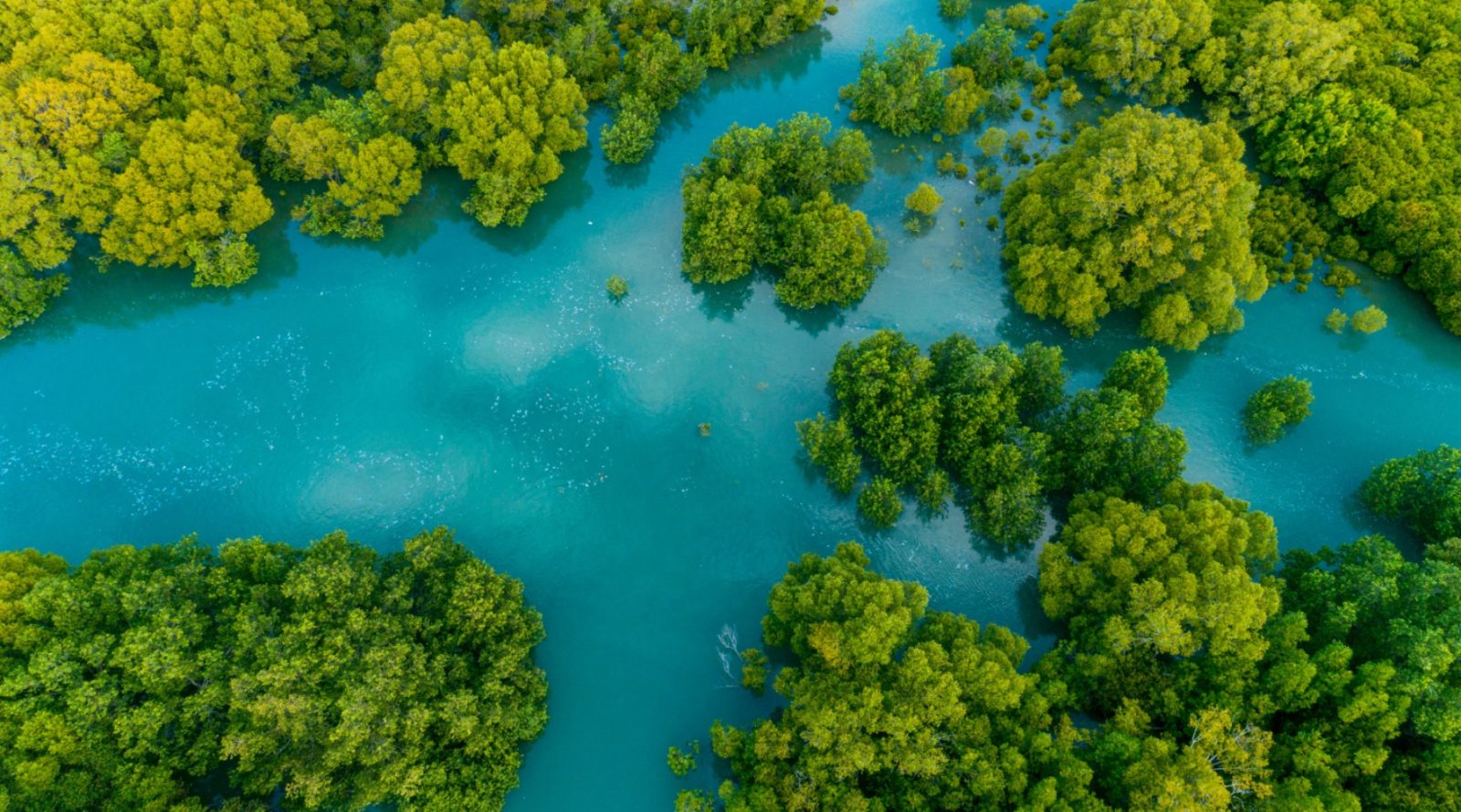 Quepos Mangrove Kayak Tour Experience