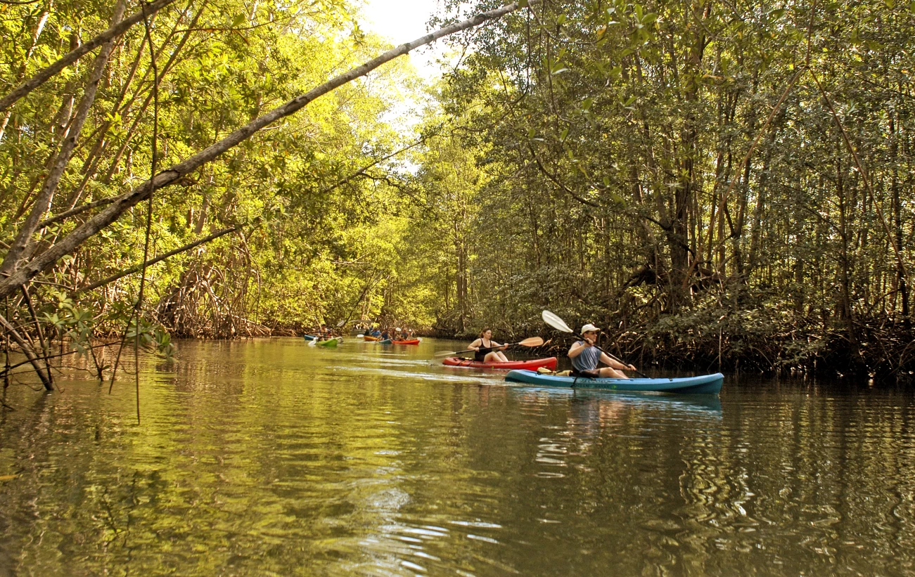 Quepos Mangrove Kayak Tour