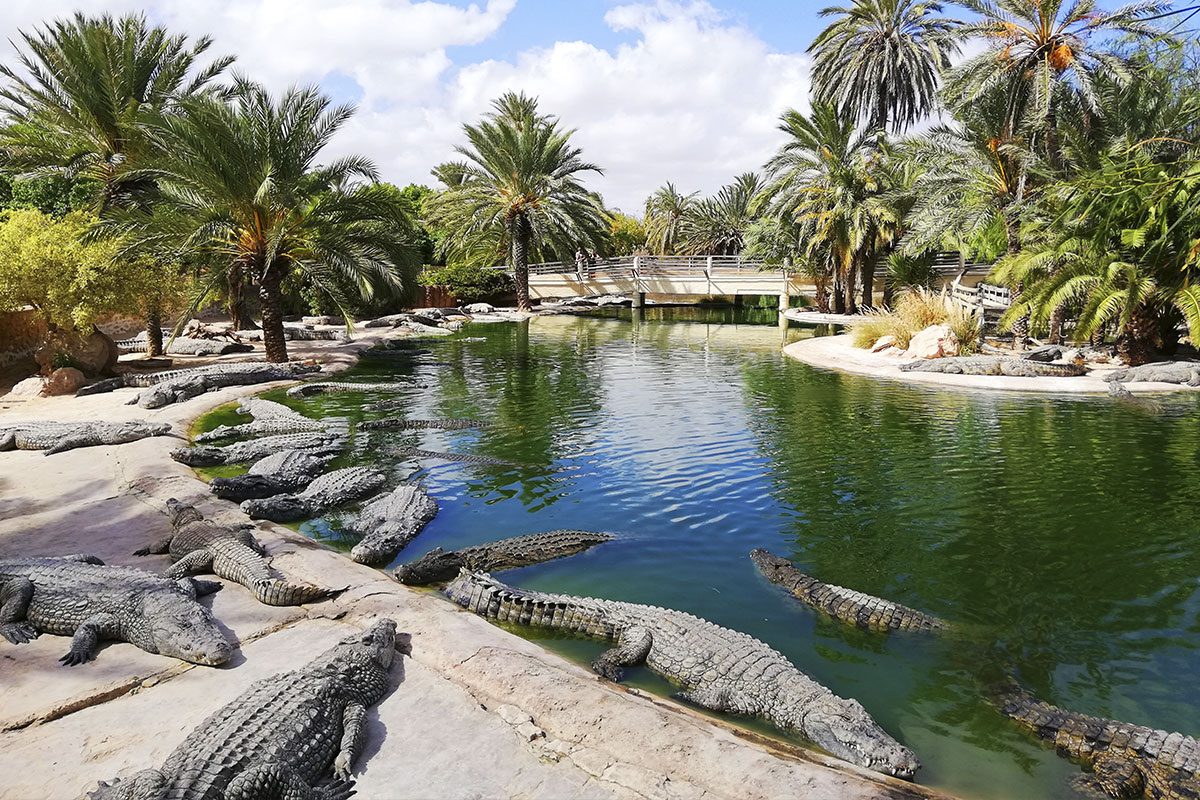 Djerba Crocodile Farm