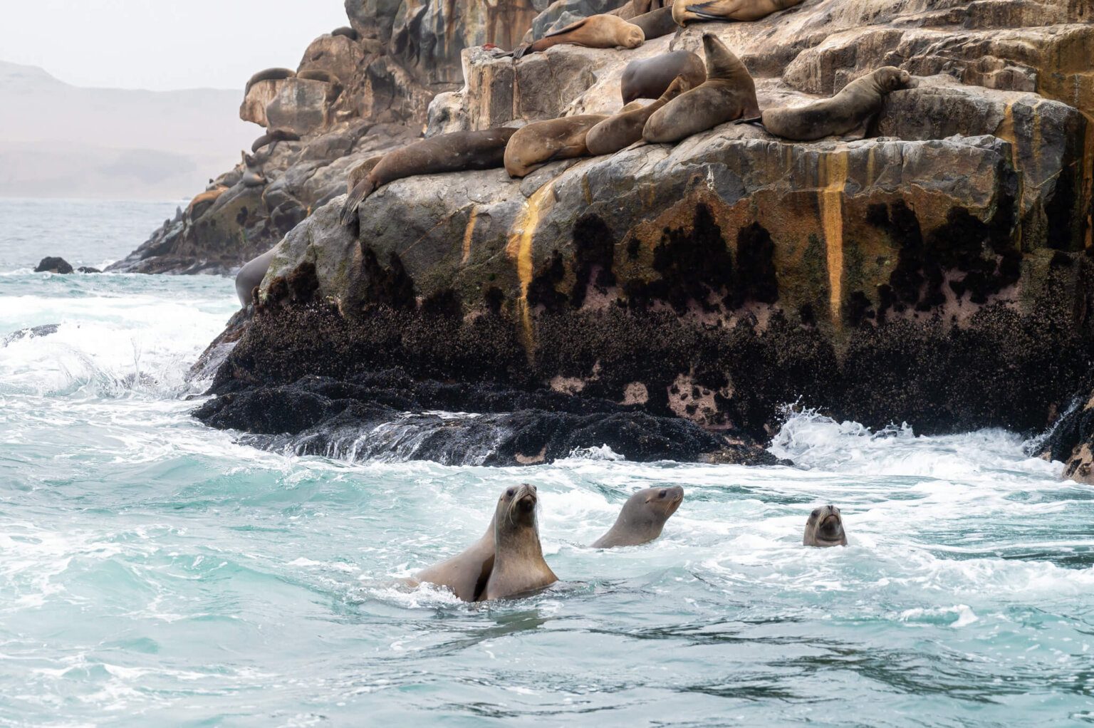 Swim with Sea Lions Lima at Palomino Islands