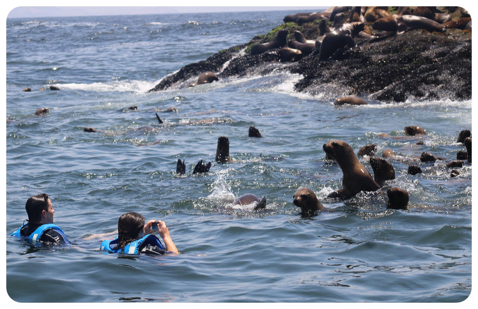 Swim With Sea Lions Lima