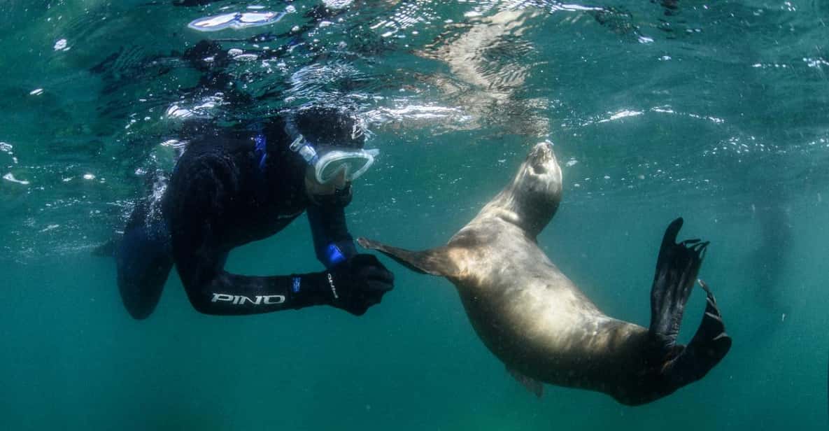 Your experience at Swim With Sea Lions Lima