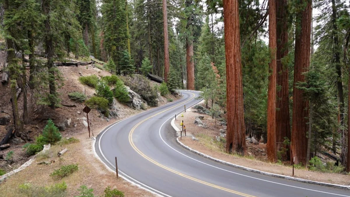 Sequoia National Park Tour From Los Angeles