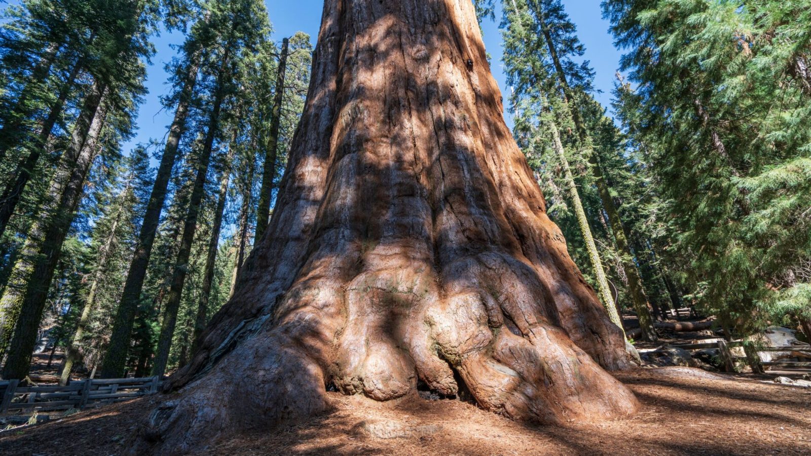Sequoia National Park Tour from Los Angeles