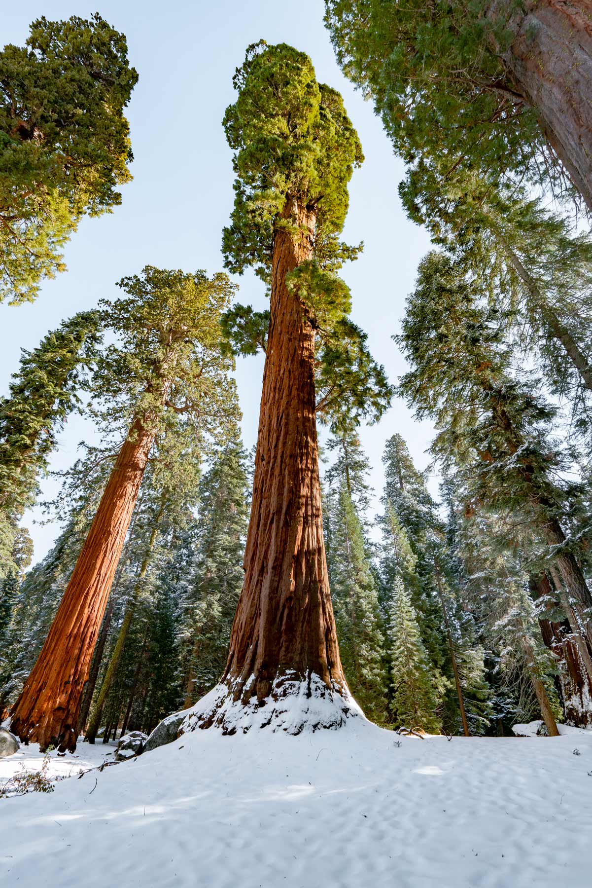 General Sherman Tree