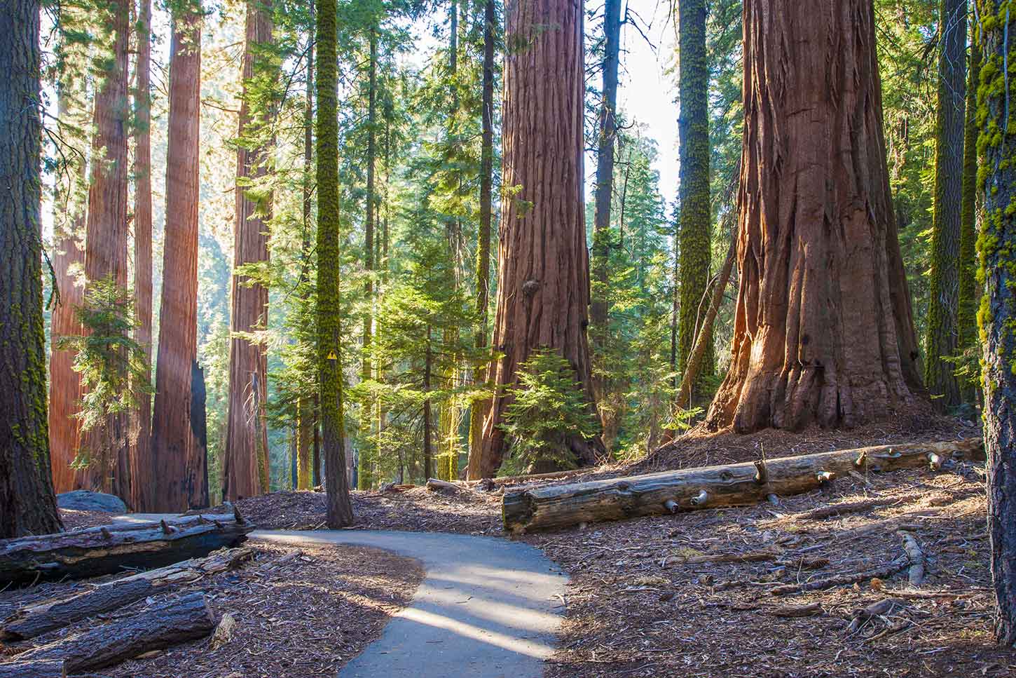 Your experience at Sequoia National Park Tour From Los Angeles