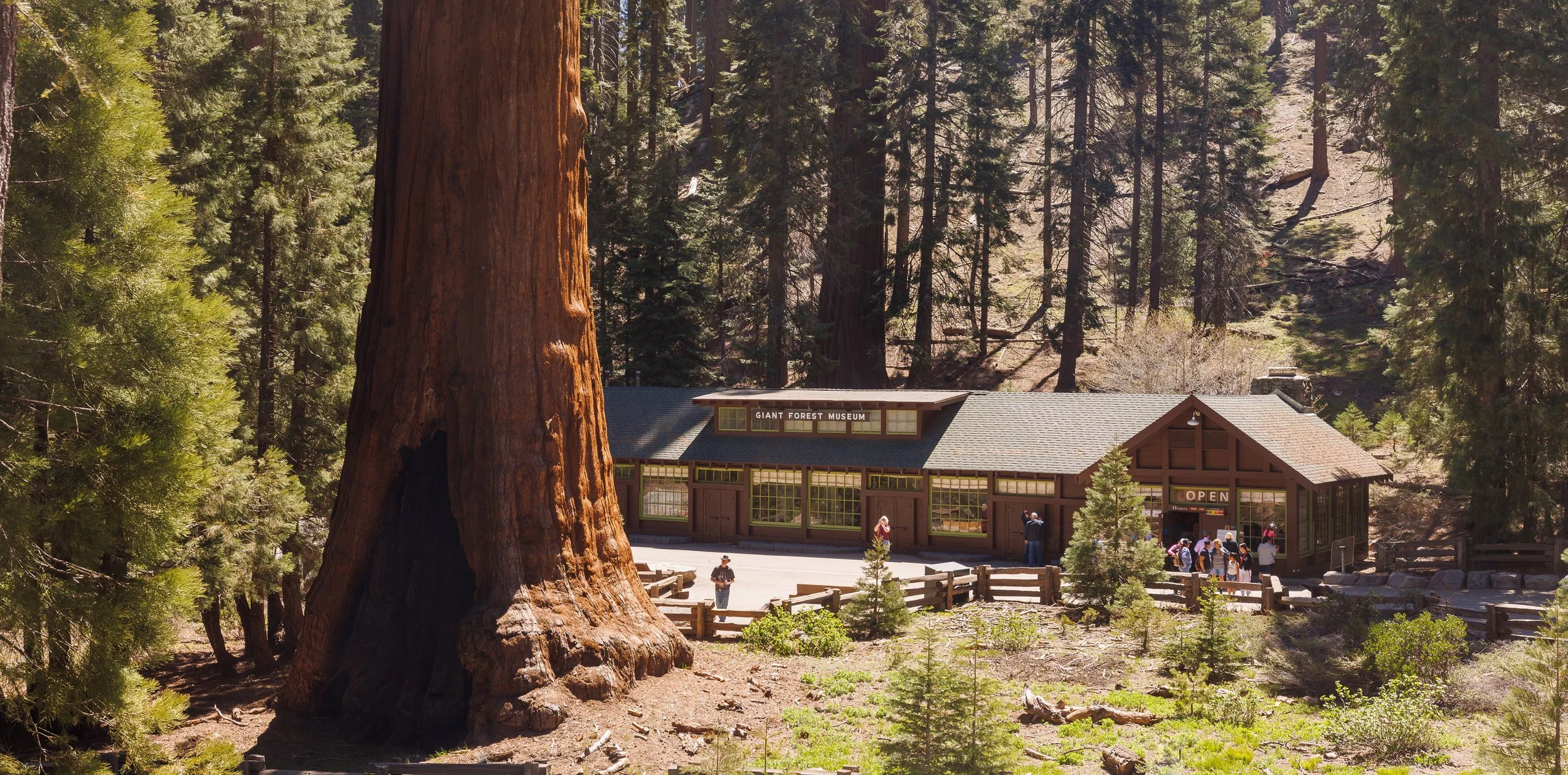Giant Forest Museum