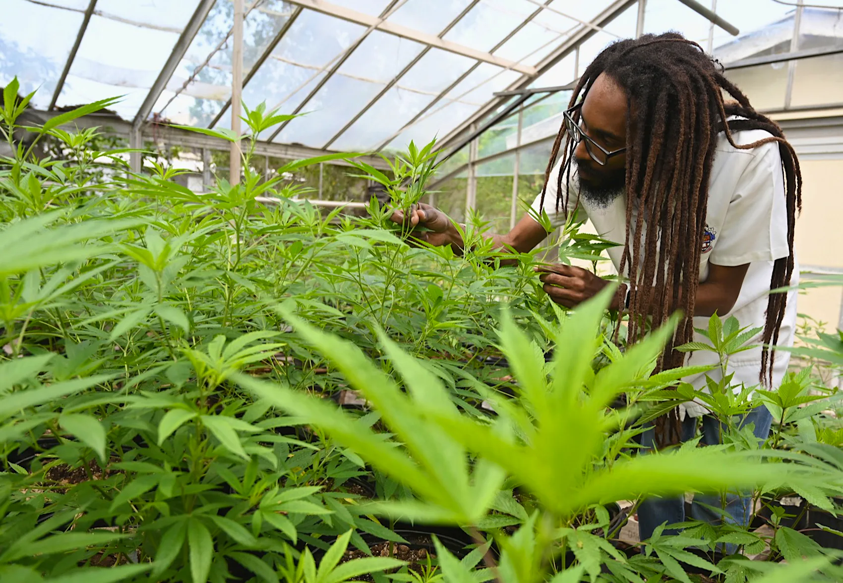 Montego Bay Marijuana Farm Tour Experience