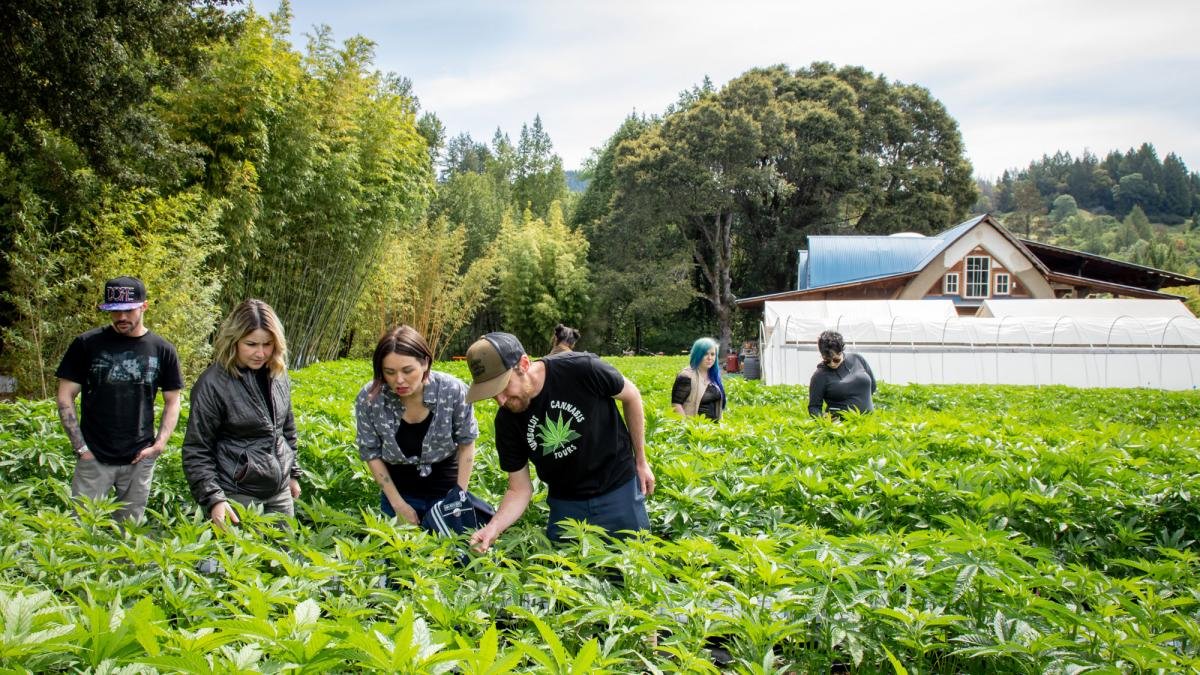 Your experience at Montego Bay Marijuana Farm Tour