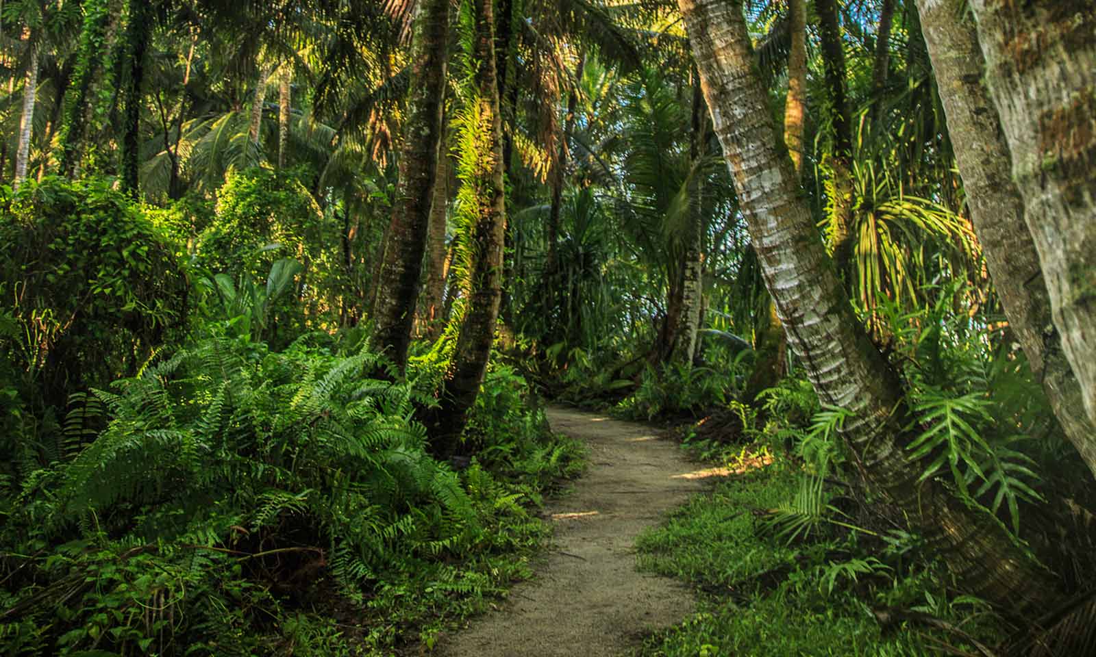 Jungle Canopies