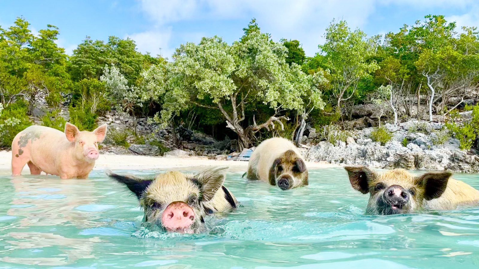 Your experience at Rose Island Swimming Pigs Tour