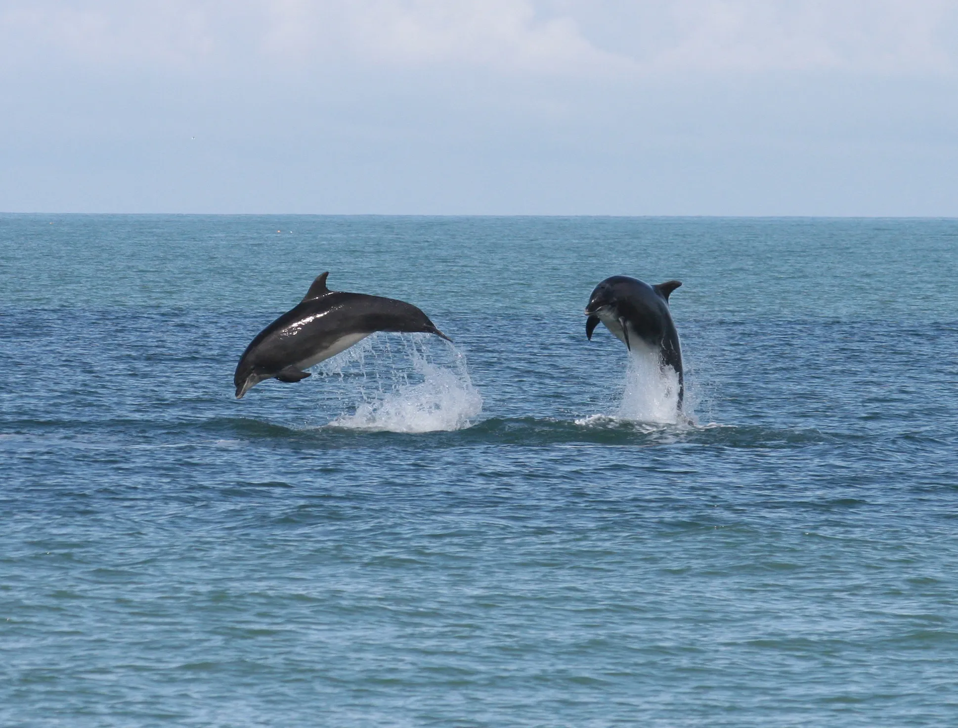 Table Bay Marine Life