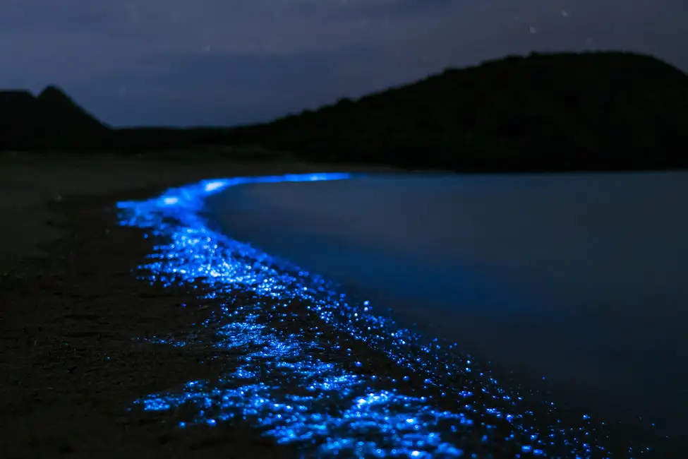 Bioluminescent Zones