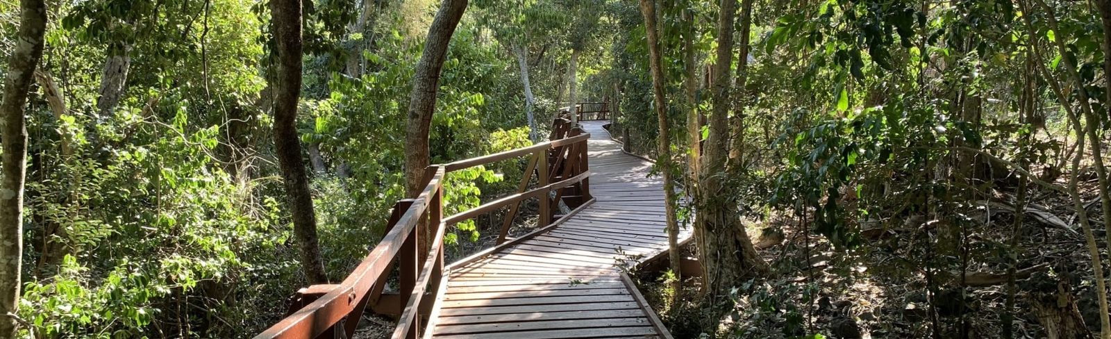 Rainforest Boardwalk