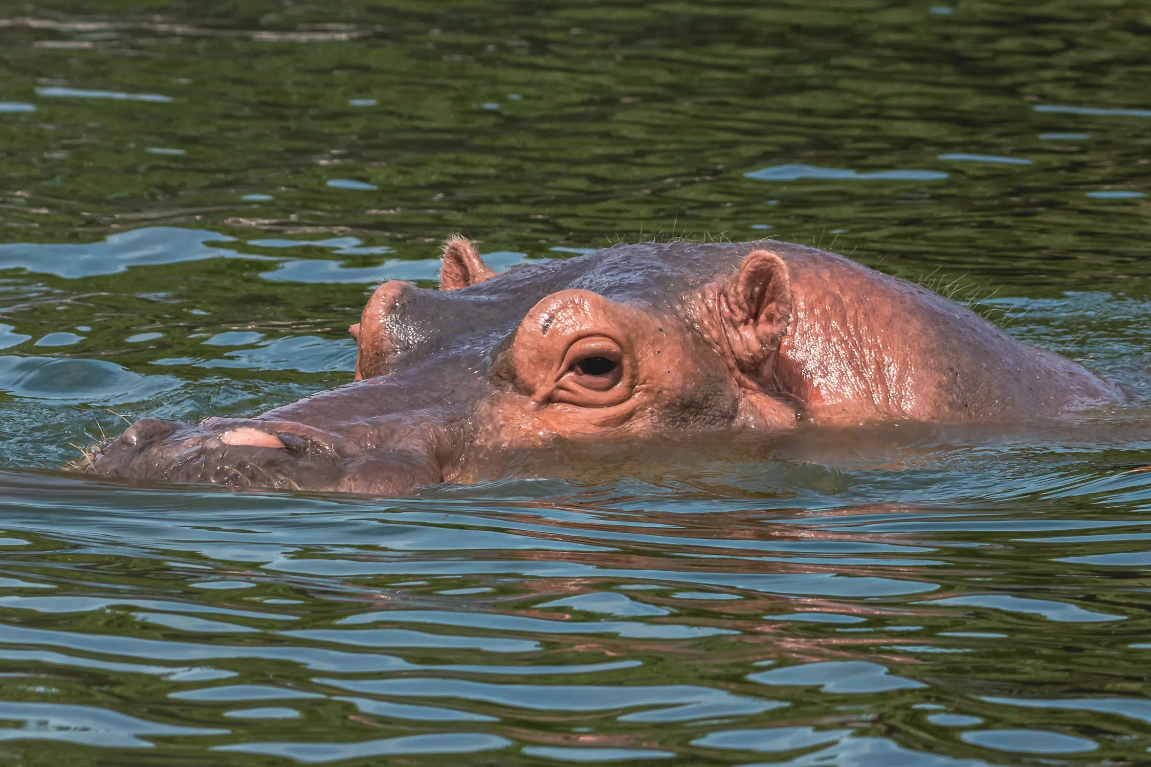 Your experience at St Lucia Hippo Cruise