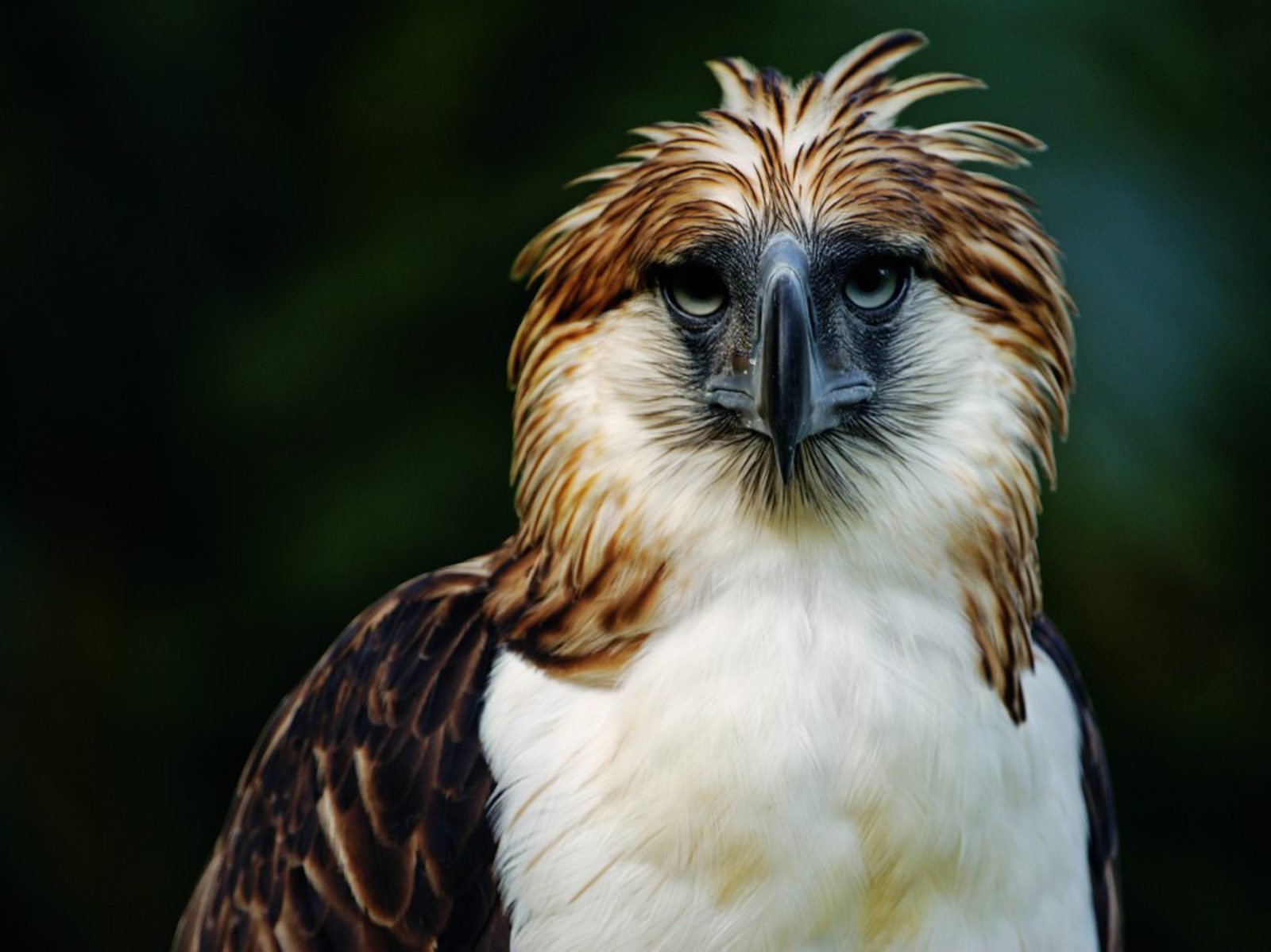 Your experience at Philippine Eagle Center