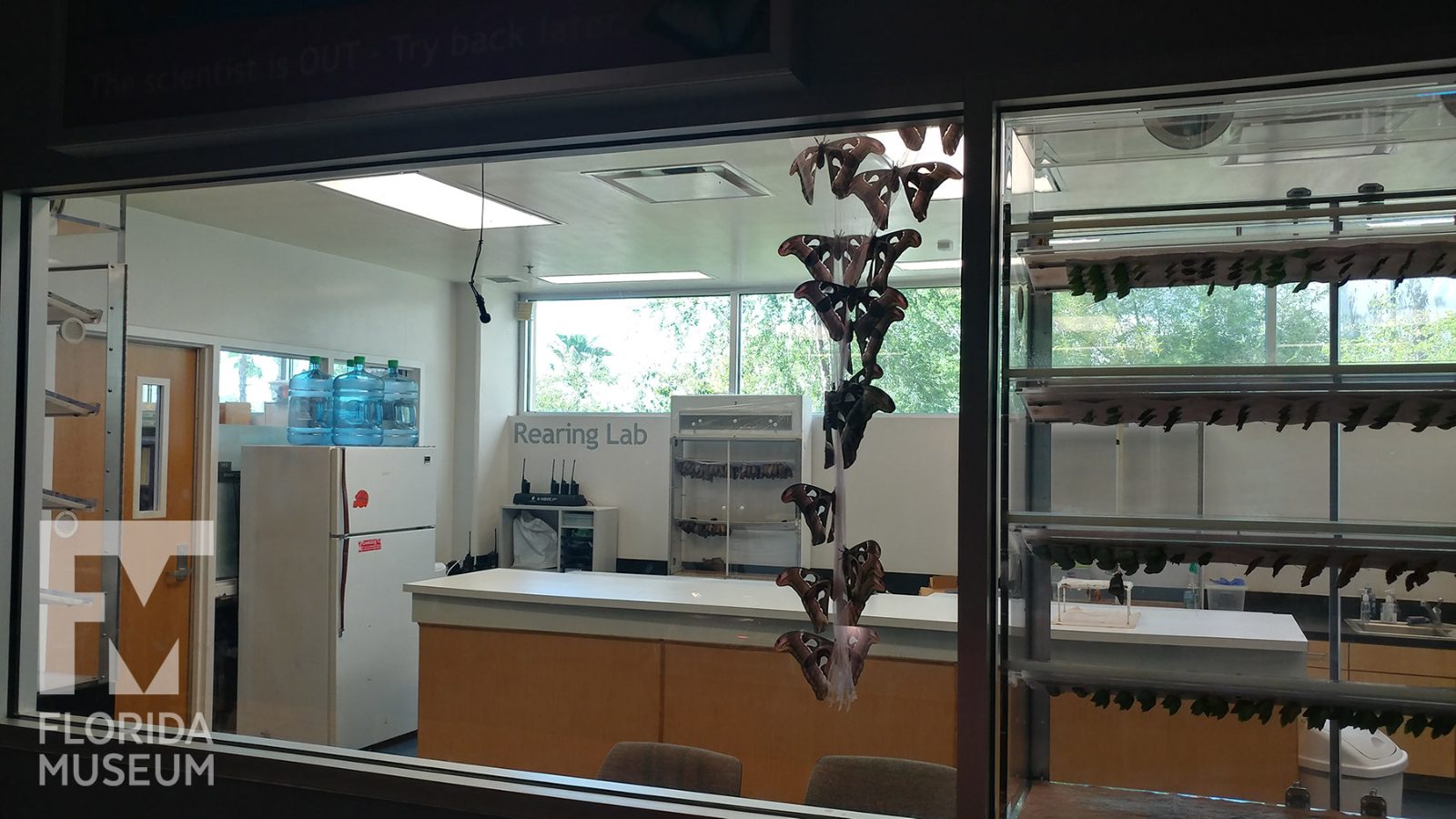 Rearing Lab