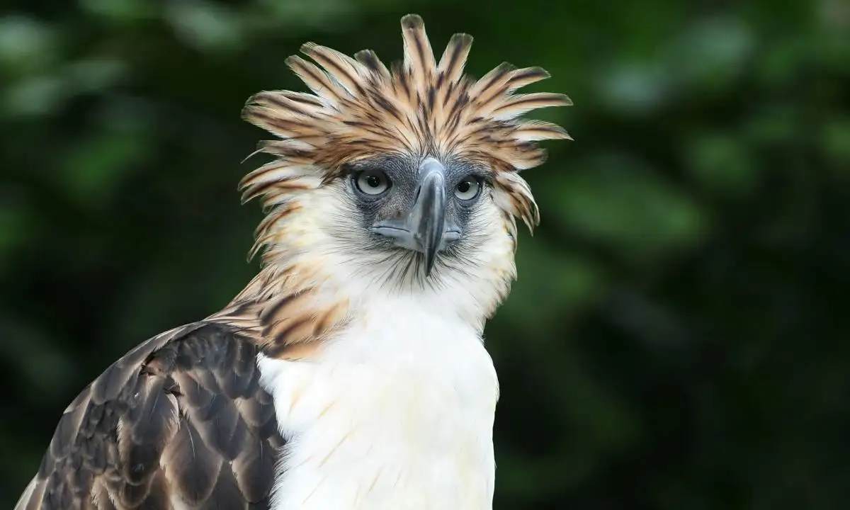 Visit the Philippine Eagle Center