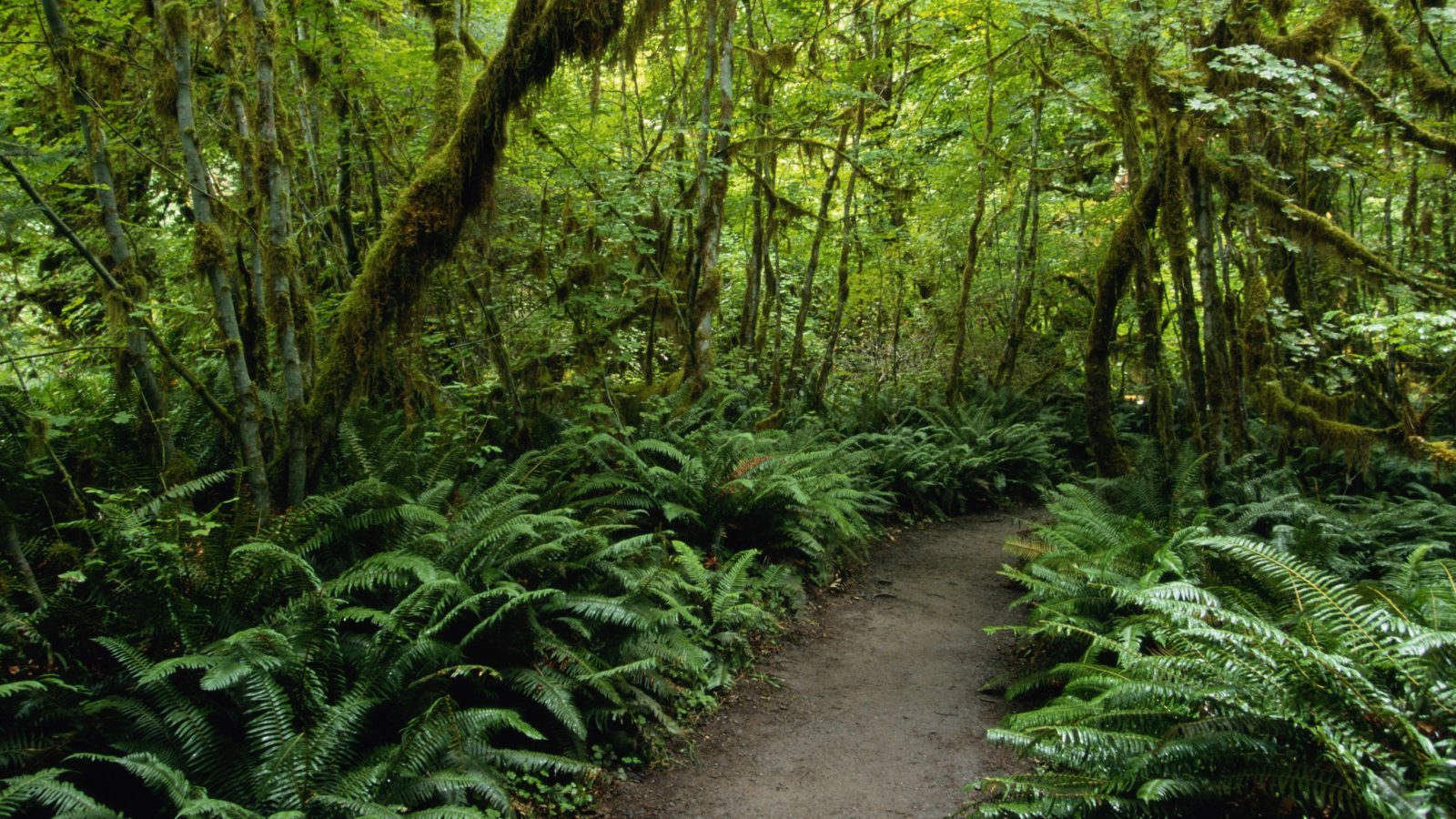Rainforest Walk