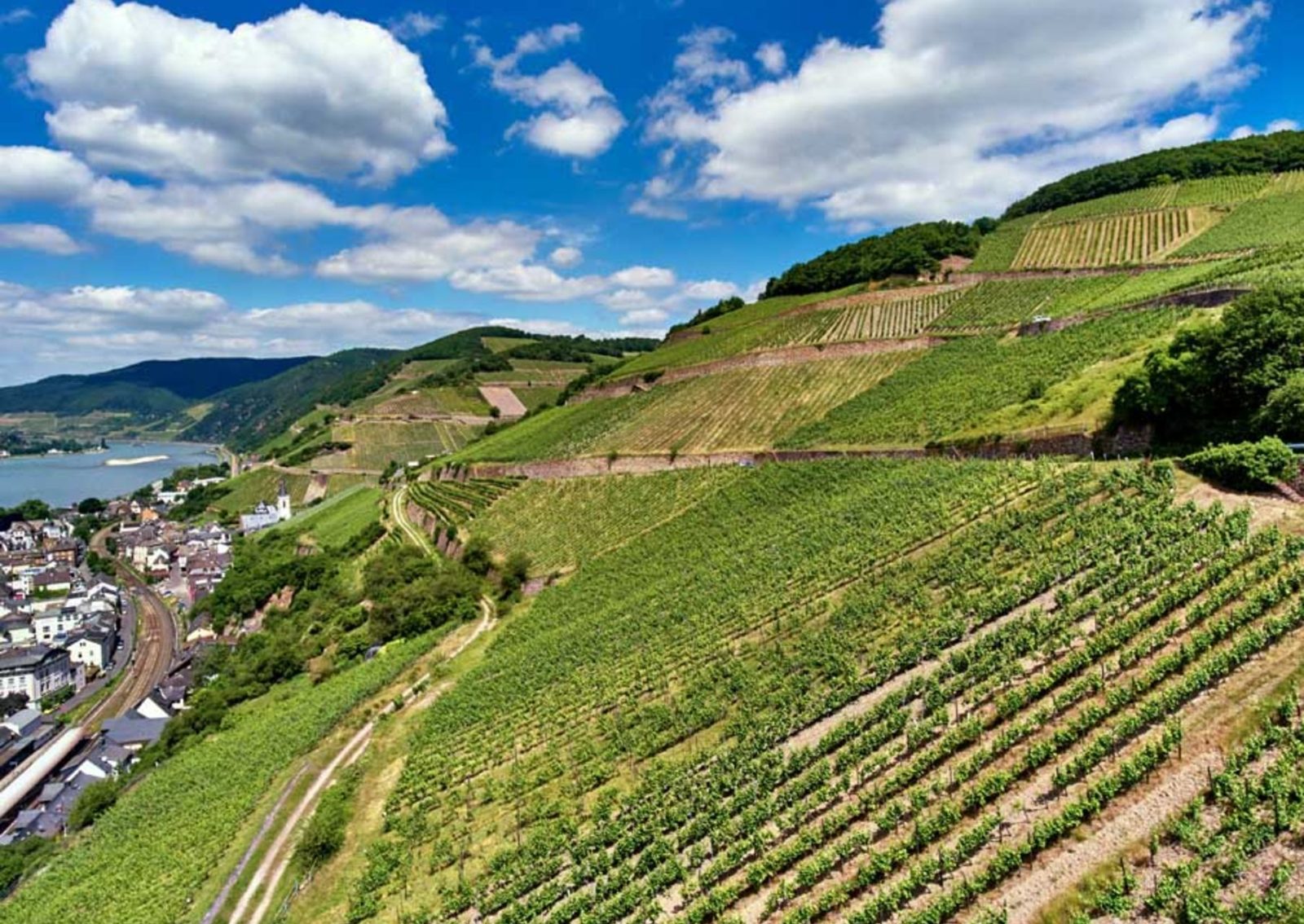 Assmannshausen Vineyards