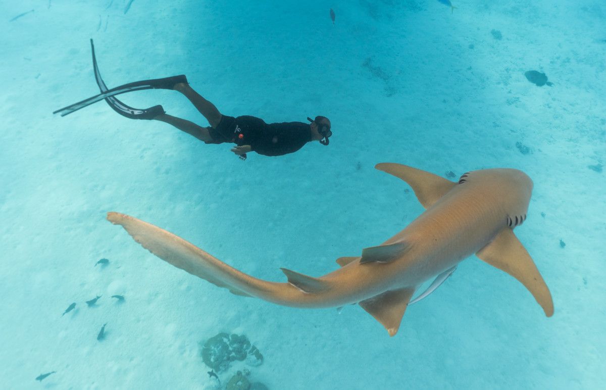 Swim With Nurse Sharks Maldives